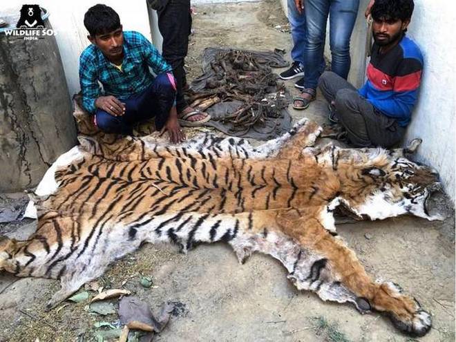 Tiger skin, bones seized from poachers in UP