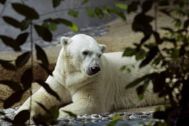First polar bear born in the tropical dies at 27 in Singapore zoo