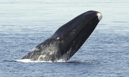 Bowhead whales sing ‘freeform jazz style songs to woo partners’, study says