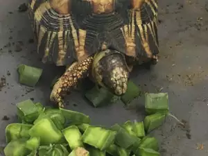 Over 10,000 endangered tortoises rescued in Madagascar