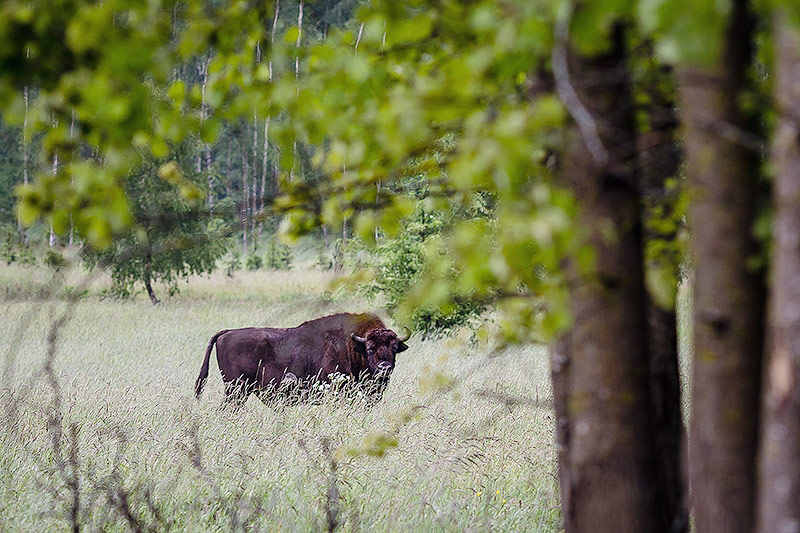 Bison released into the Carpathian Mountains in bid to re-establish iconic species in Romania