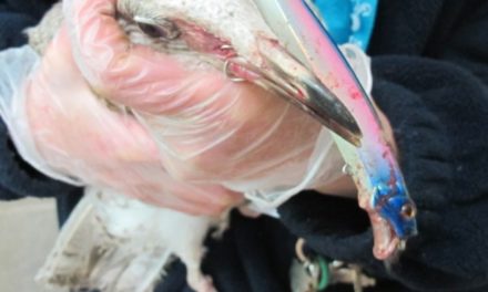 Wildlife rescue free gull following ‘miraculous’ recovery