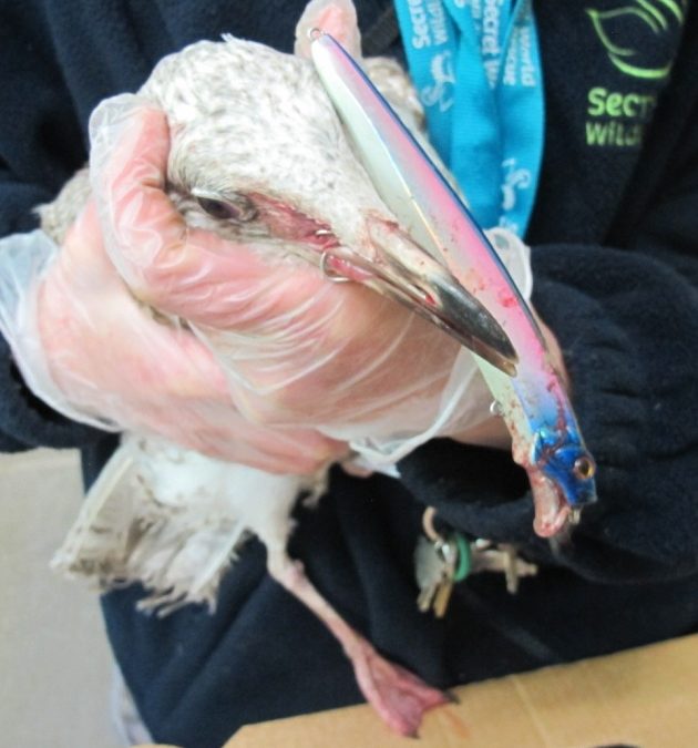 Wildlife rescue free gull following ‘miraculous’ recovery