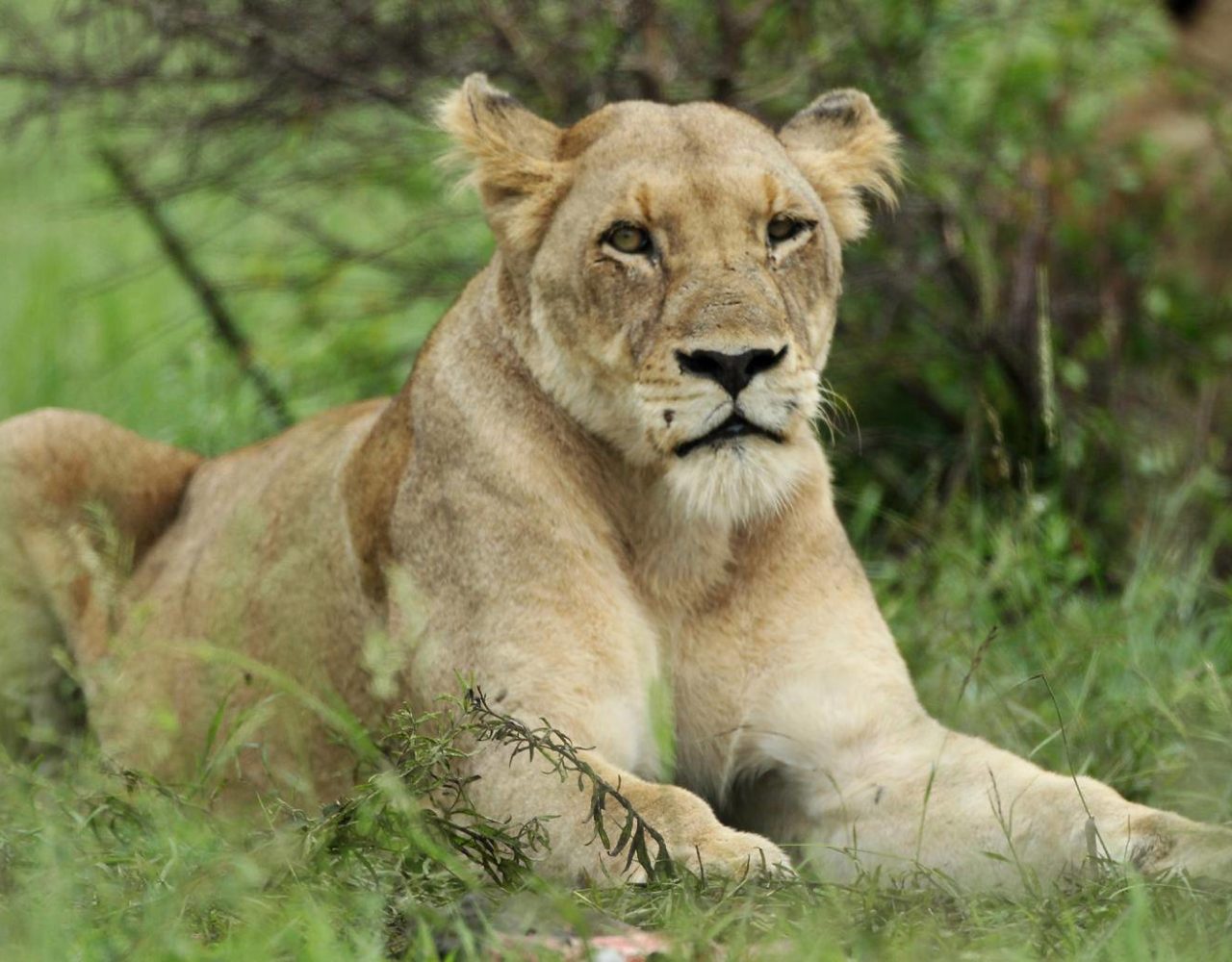 Eleven lions killed by poisoning in Uganda national park