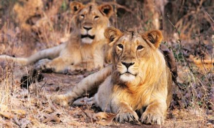 India’s endangered lion population increases to 600