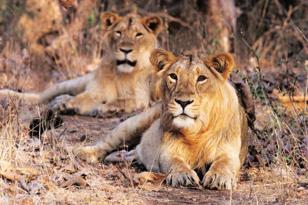 India’s endangered lion population increases to 600
