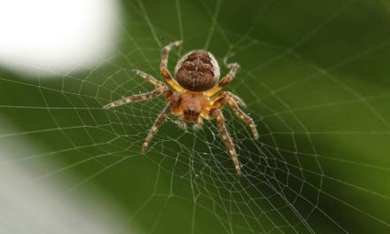 New spider species named after Enid Blyton characters