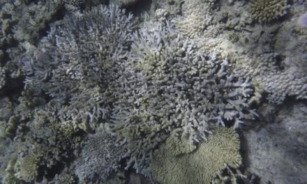 Coral decline in Great Barrier Reef ‘unprecedented’