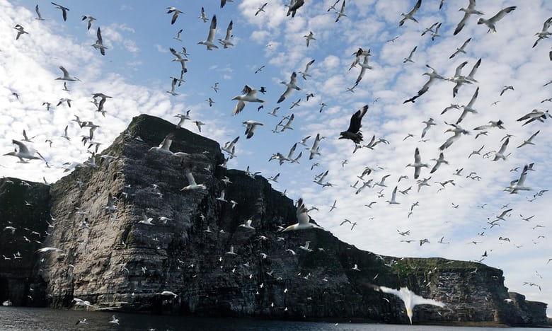 Eerie silence falls on Shetland cliffs that once echoed to seabirds’ cries