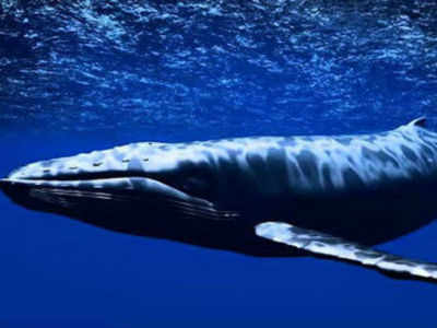 Blue whale sighted in Red Sea for first time: Egypt