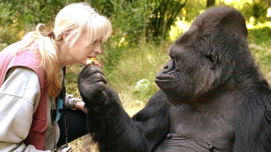 Koko, the gorilla who knew sign language, dies at 46