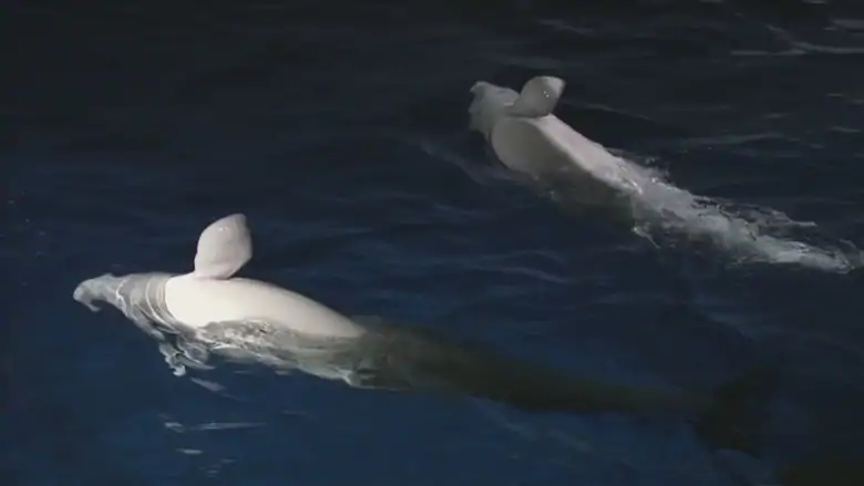 First beluga whale sanctuary in Iceland to welcome new arrivals next year