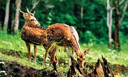 Centre plans to update Wildlife Protection Act