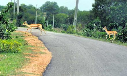 Shrinking forests take heavy toll on wildlife in Telangana