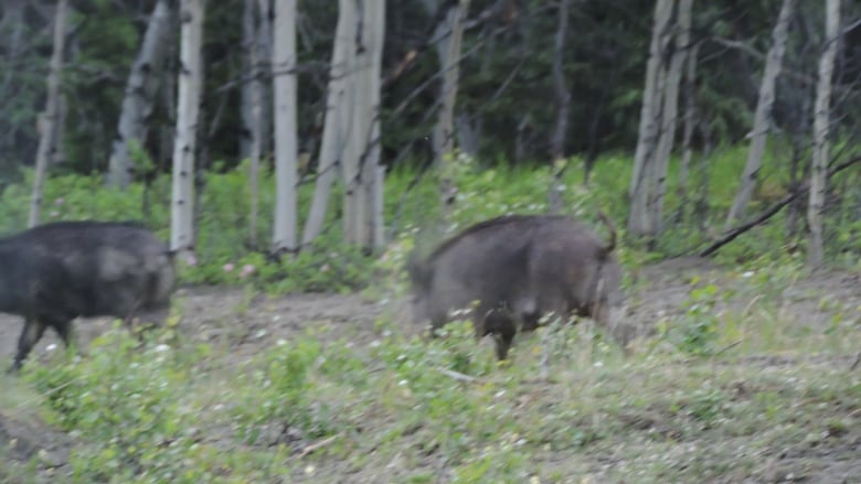 Wild boars on the lam in Yukon subdivision