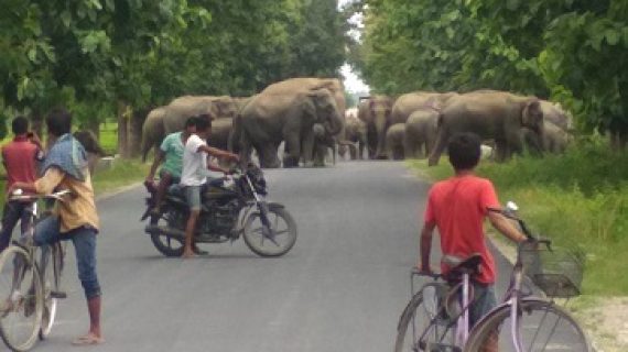 International animal welfare group to secure five elephant corridors in Assam