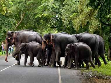 Landslips or rains did not have major impact on wildlife in Kerala, says top forest official