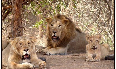 Gujarat launches Rs 351-cr project to conserve Gir lions