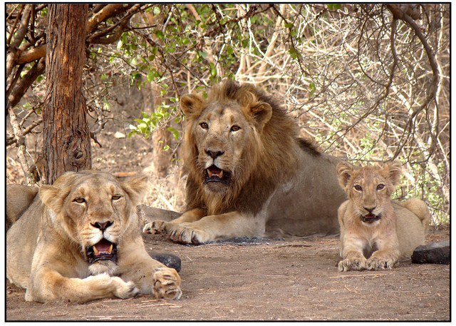 Gujarat launches Rs 351-cr project to conserve Gir lions