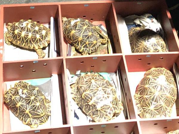 51 rescued Indian Star tortoises brought back from Singapore