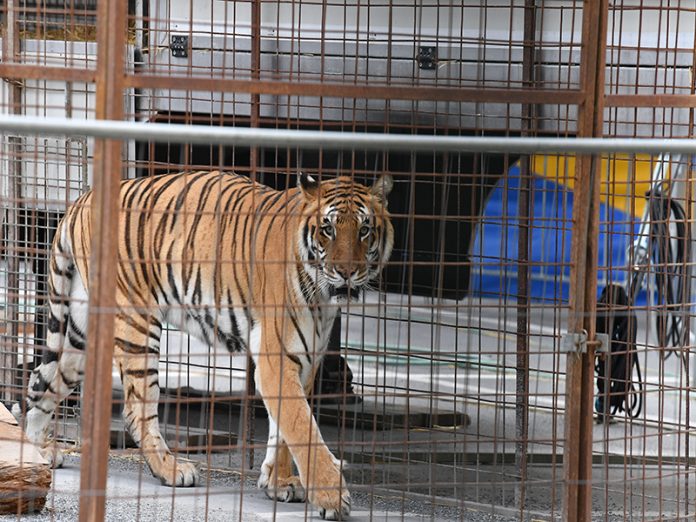 Animal circuses to be banned in Spain’s capital city