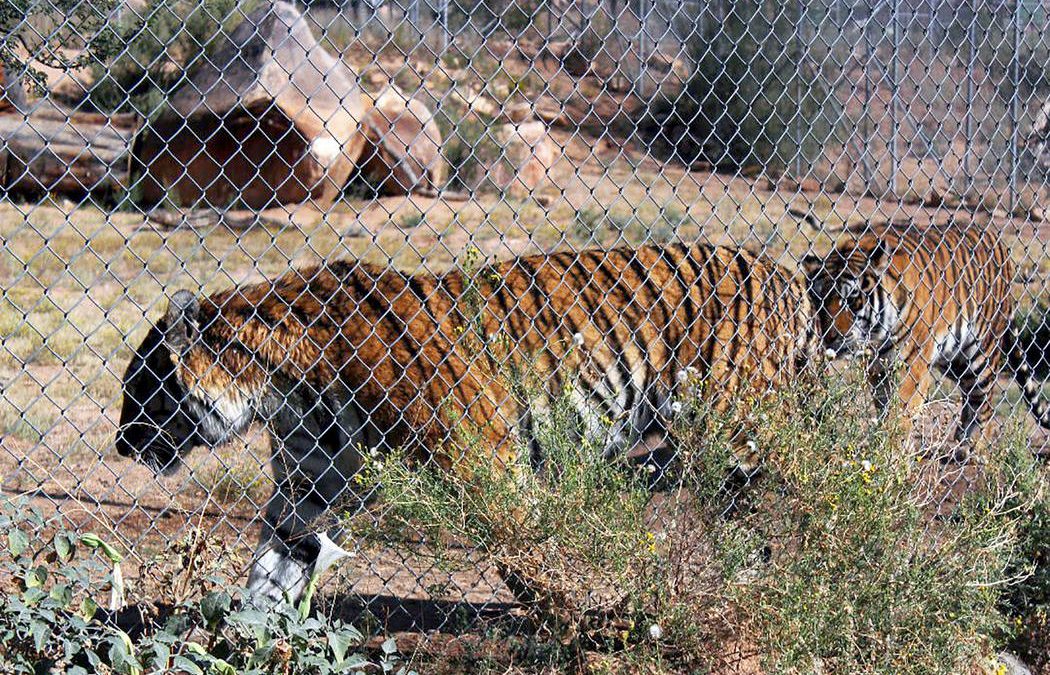 Arizona nature park provides haven for neglected animals
