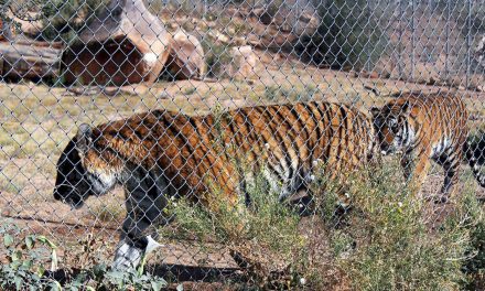 Arizona nature park provides haven for neglected animals