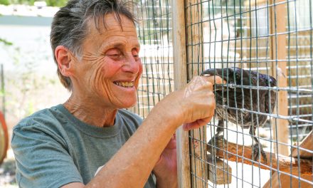 Caring for Injured Wildlife in the Eastern Sierras