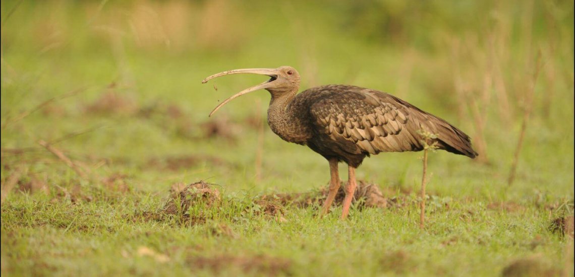 Birdfair 2019 project announced: Conserving Cambodia’s ‘Big Five’