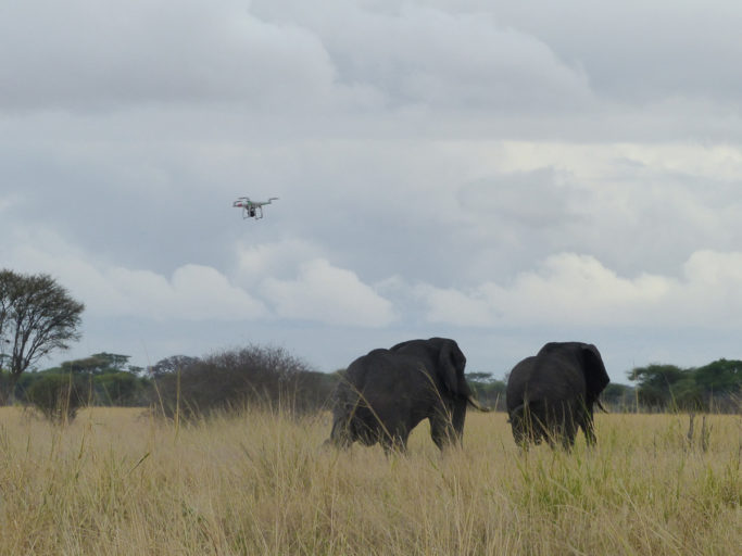 Drones and AI assist in mapping ecology, wildlife conservation