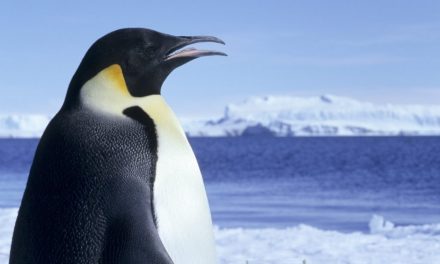 Wildlife in the Antarctic