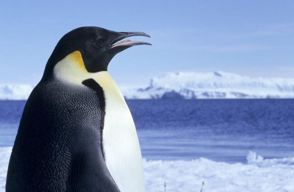 Wildlife in the Antarctic
