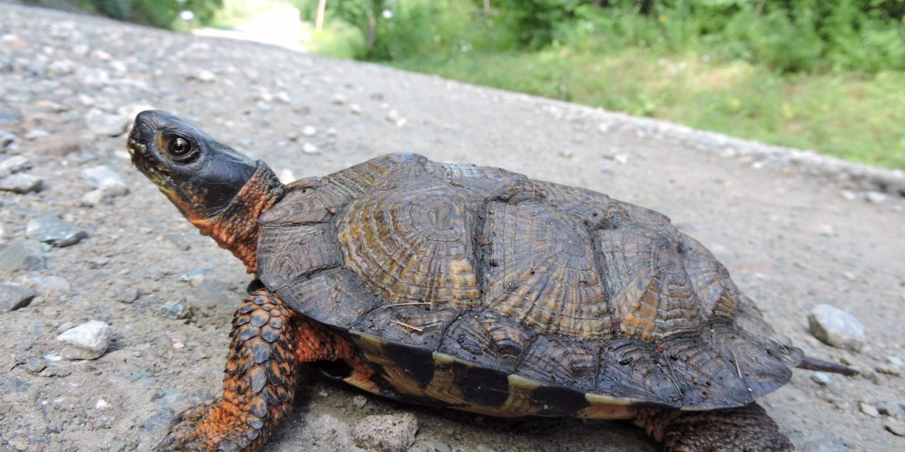 Wildlife officials launch project to conserve wood turtles