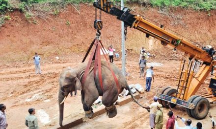 Wild Elephant Back To Amchang Wildlife Sanctuary