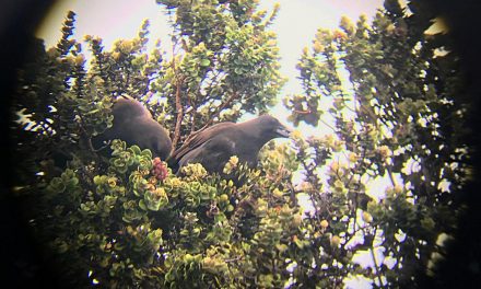 Critically endangered Hawaiian crows build first nest in the wild in decades