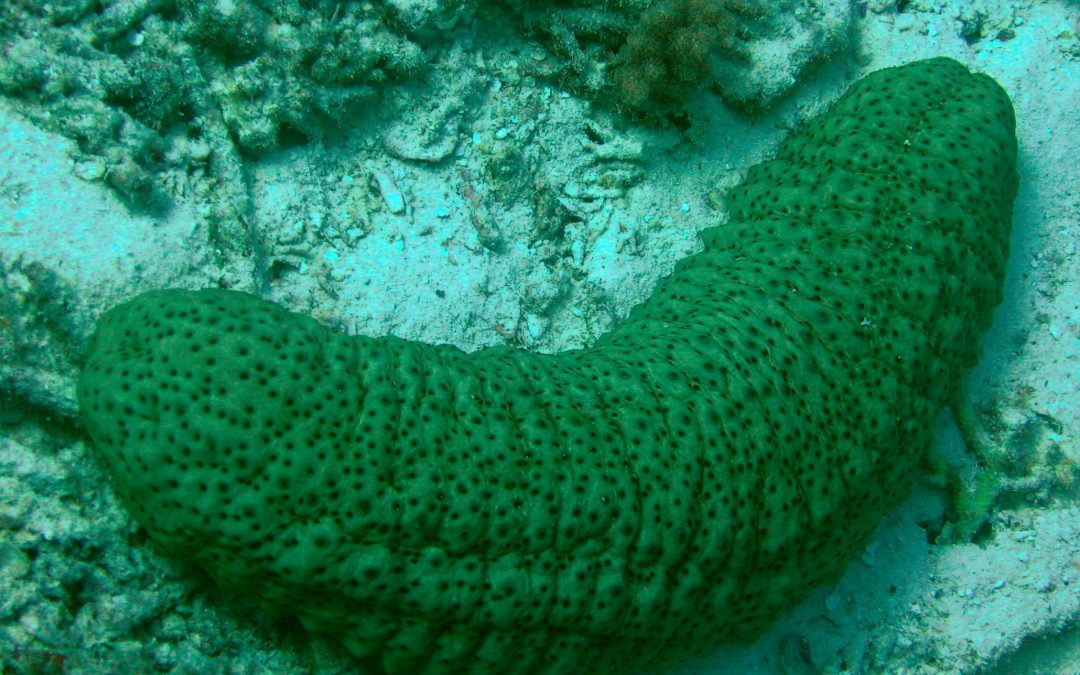 SEA CUCUMBER- A CREATURE IN THE SEA NOT A VEGETABLE