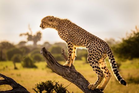 NEXT IN LINE? THERE ARE ONLY 7,500 CHEETAHS LEFT IN THE WORLD