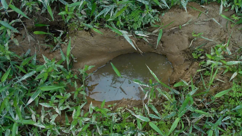 Why Frogs Love to Lay Their Eggs in Elephant Footprints