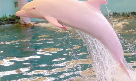 Pinky, the Pink Dolphin in Louisiana