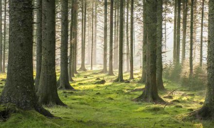 SHINRIN-YOKU – FOREST BATHING – IS GREAT FOR OUR HEALTH