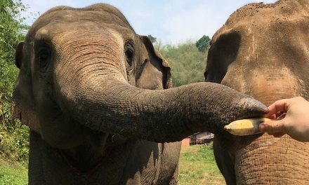 Elephants can judge the quantity of hidden food just by using smell