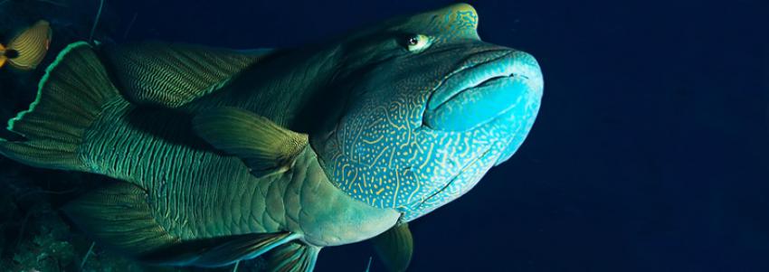 Humphead Wrasse- The endangered one
