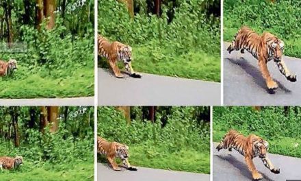 TIGER CHASES TWO FOREST OFFICIALS RIDING ON BIKE IN KERALA WILDLIFE SANCTUARY