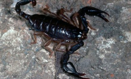 Man tries to smuggle 200 live scorpions from Sri Lanka