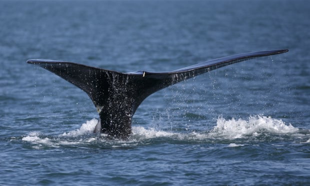 Counting Whales From Space: scientists and engineers plan hi-tech effort