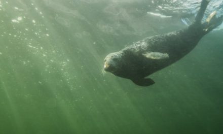 Grey seals discovered clapping underwater to communicate