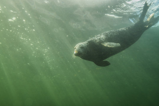 Grey seals discovered clapping underwater to communicate