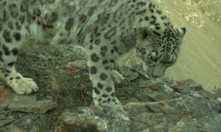 Snow Leopard Conservation Gets Boost from IUCN Save Our Species