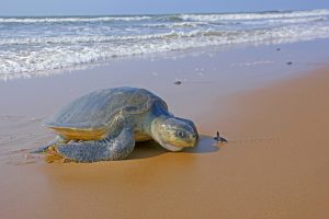 Rushikulya A Safe Refuge for Olive Ridley Turtles