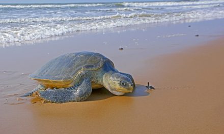 Rushikulya A Safe Refuge for Olive Ridley Turtles